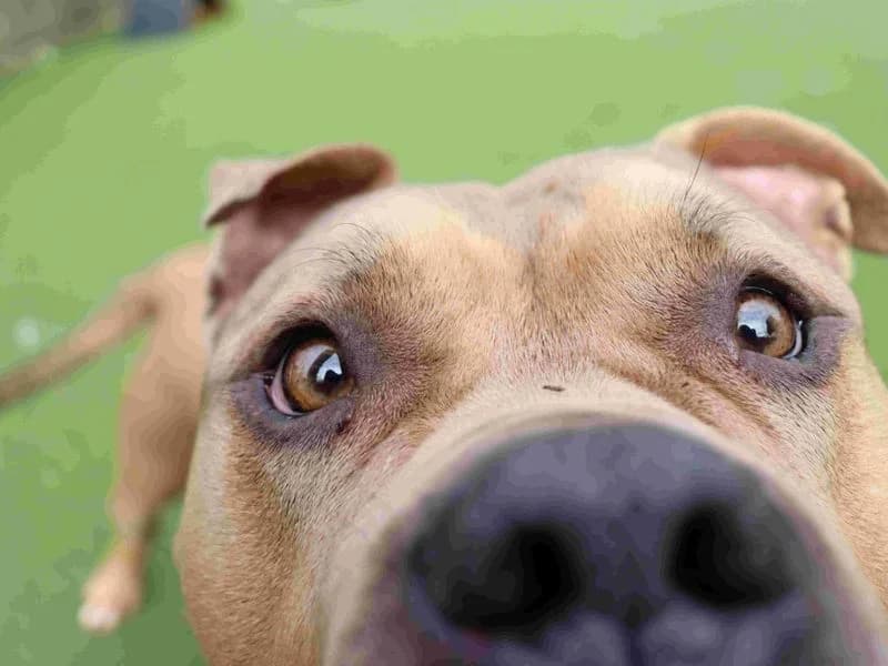 Sunny, female 7yo Staffordshire Bull Terrier for adoption at Dogs Trust Glasgow, Glasgow