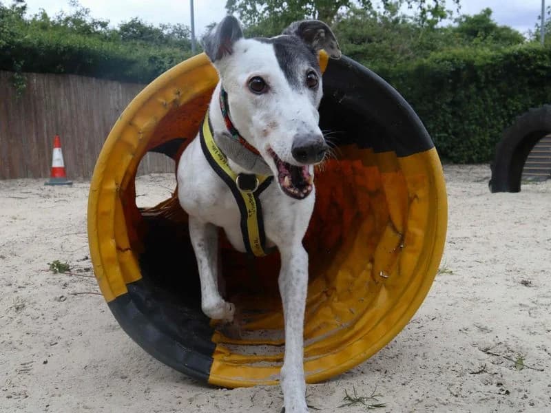 Patch, female senior Greyhound for adoption at Dogs Trust Harefield, Harefield