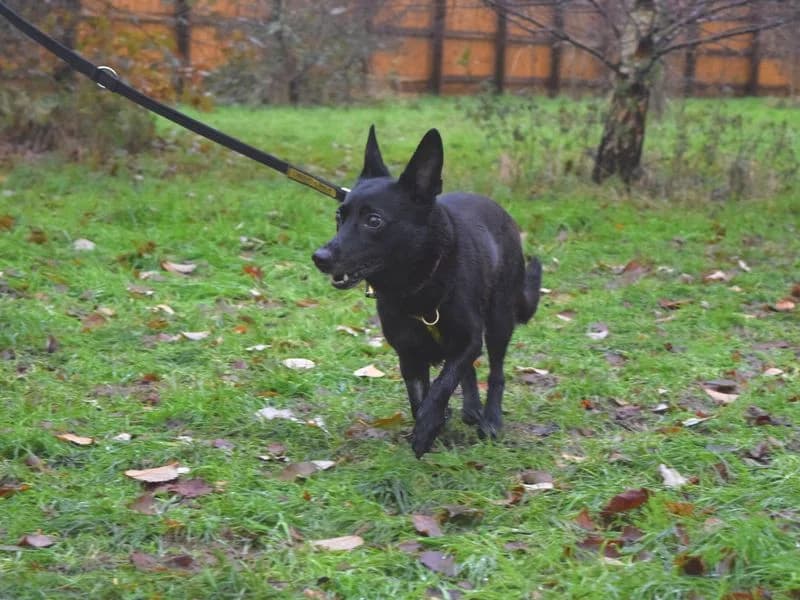 Luna, female senior Mixed Breed for adoption at Dogs Trust Harefield, Harefield