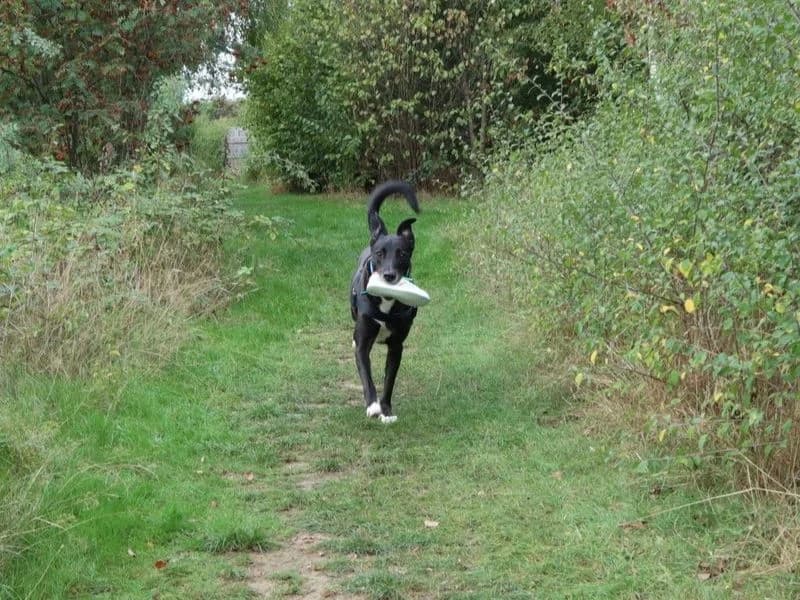 Pepsi, male 3yo mixed breed for adoption at Dogs Trust Harefield, Harefield