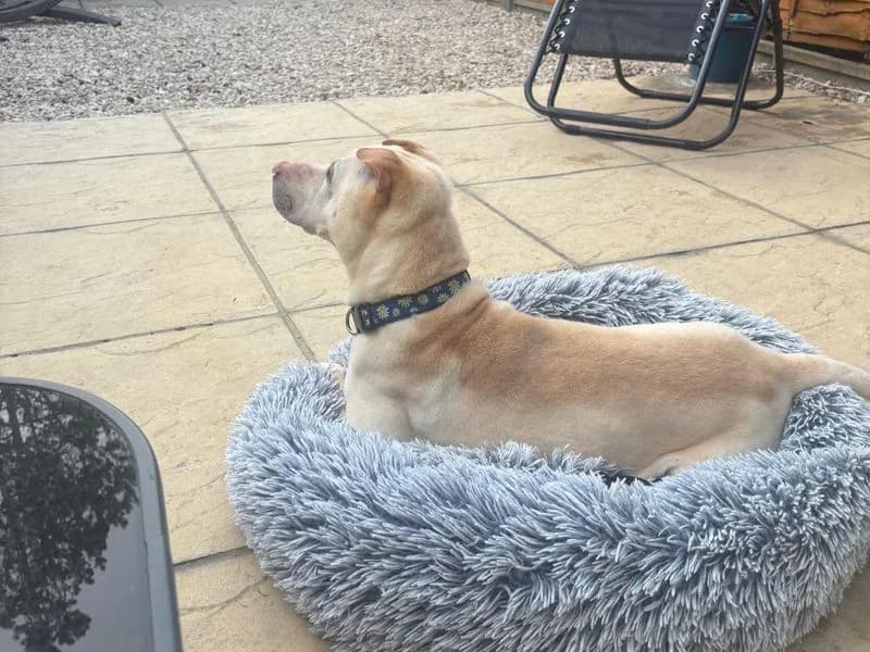 Lola, female 7yo Shar Pei for adoption at Dogs Trust Harefield, Harefield