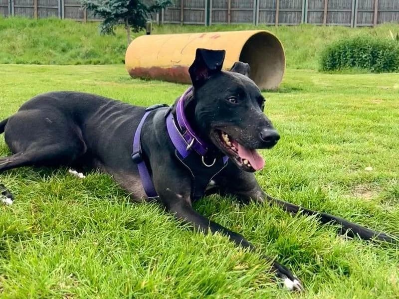 Pacino, male 6yo mixed breed for adoption at Dogs Trust Harefield, Harefield
