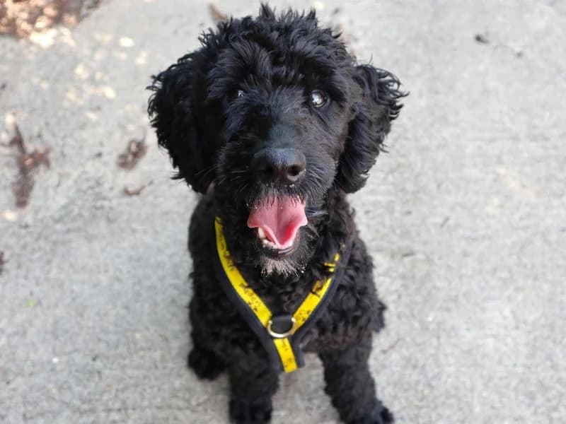 Milo, male young Poodle for adoption at Dogs Trust Harefield, Harefield