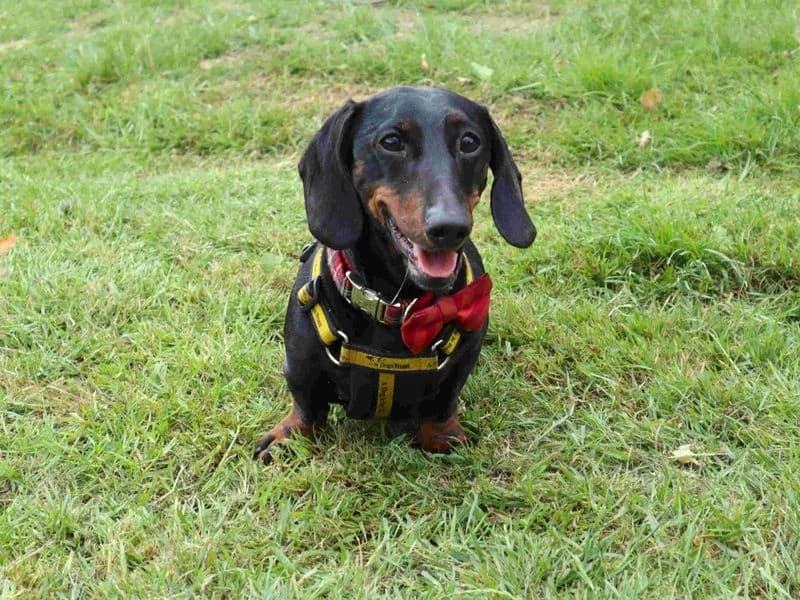 Frankie, male 5yo mixed breed for adoption at Dogs Trust Harefield, Harefield