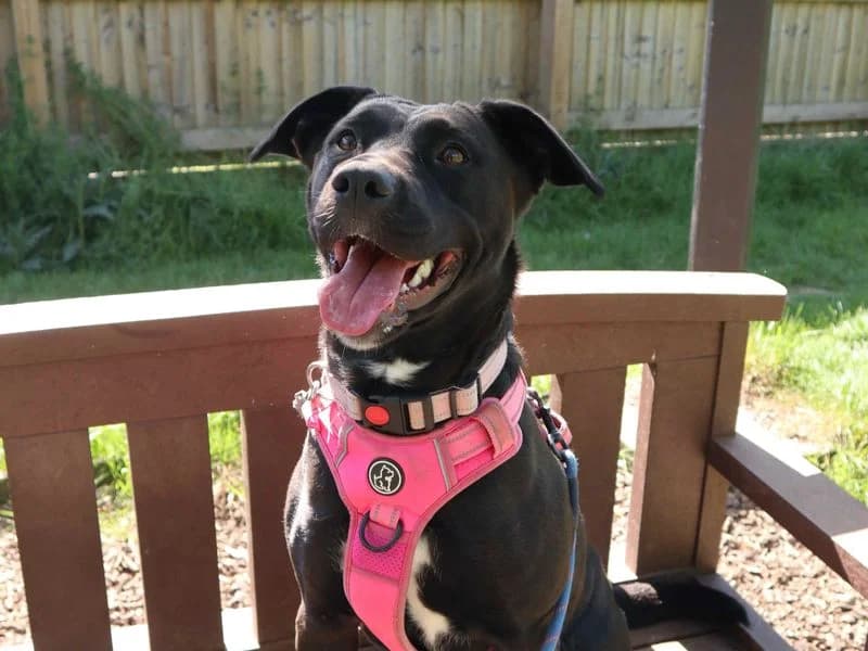 Scout, female 4yo Labrador Retriever for adoption at Dogs Trust Harefield, Harefield