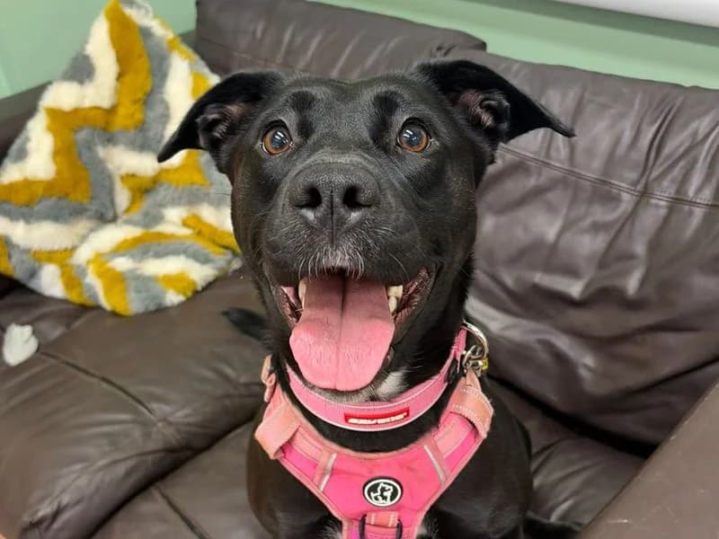 Scout, female 4yo Labrador Retriever for adoption at Dogs Trust Harefield, Harefield