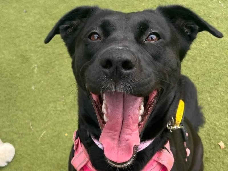 Scout, female 4yo Labrador Retriever for adoption at Dogs Trust Harefield, Harefield