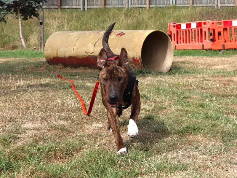 Dave, male young Staffordshire Bull Terrier for adoption at Dogs Trust Harefield, Harefield