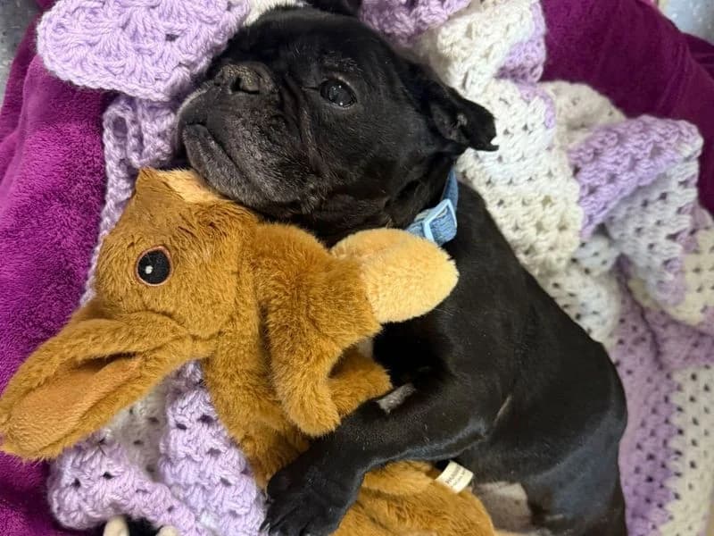Doris, female senior English Bulldog for adoption at Dogs Trust Harefield, Harefield