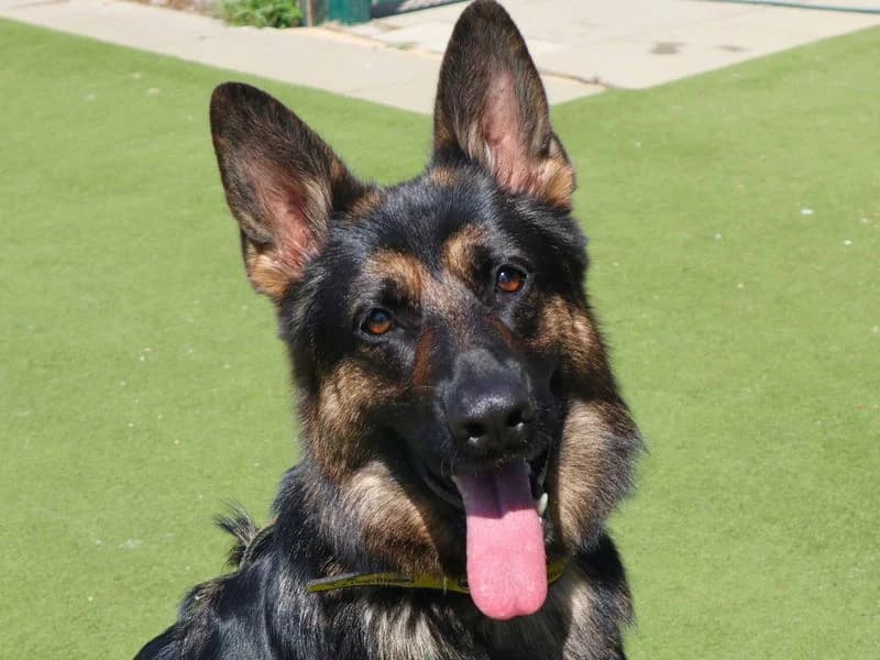 Roxy, female young mixed breed for adoption at Dogs Trust Harefield, Harefield