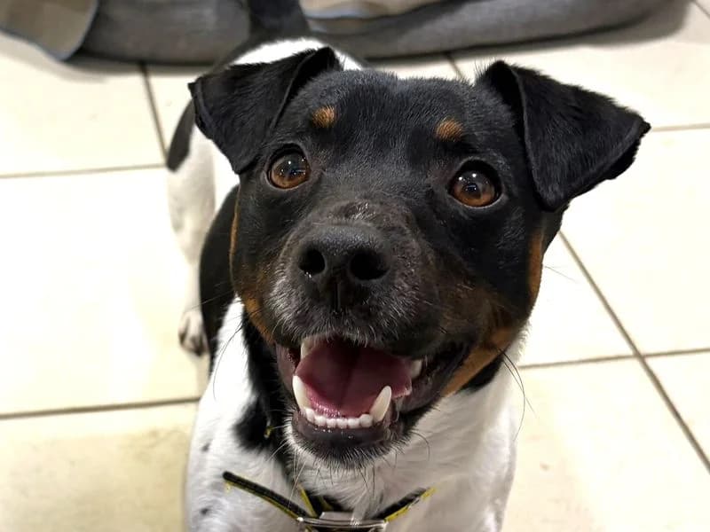 Chico, male young Jack Russell Terrier for adoption at Dogs Trust Harefield, Harefield