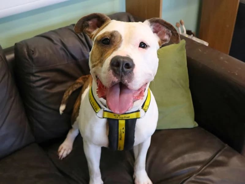 Misty, female young English Bulldog for adoption at Dogs Trust Harefield, Harefield