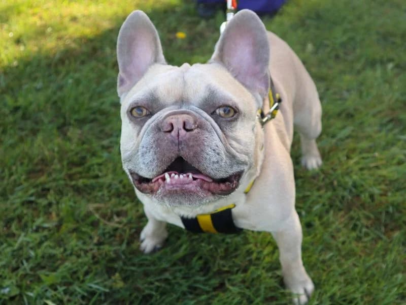 Ralph, male 6yo English Bulldog for adoption at Dogs Trust Harefield, Harefield