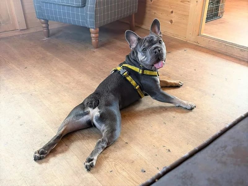Blue, male young English Bulldog for adoption at Dogs Trust Harefield, Harefield