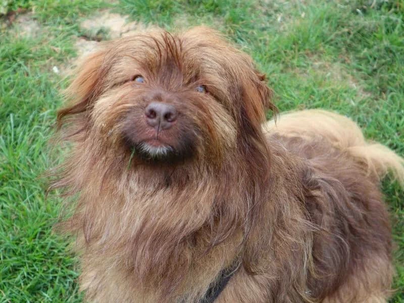 Puffy, male 3yo Mixed Breed for adoption at Dogs Trust Harefield, Harefield