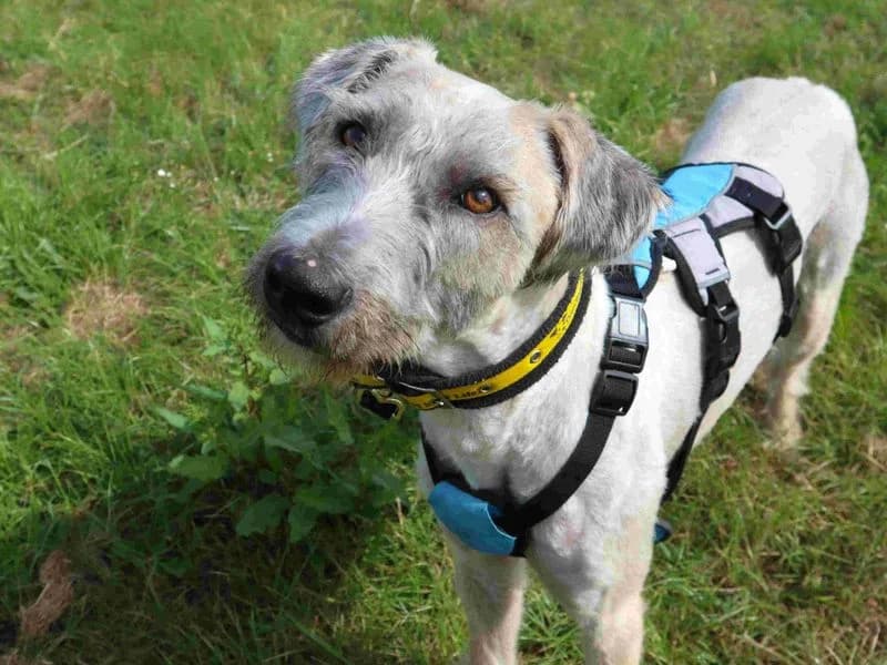 Pickles, male young Lurcher for adoption at Dogs Trust Harefield, Harefield