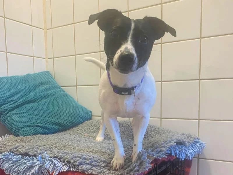 Skittles, female young Jack Russell Terrier for adoption at Dogs Trust Harefield, Harefield