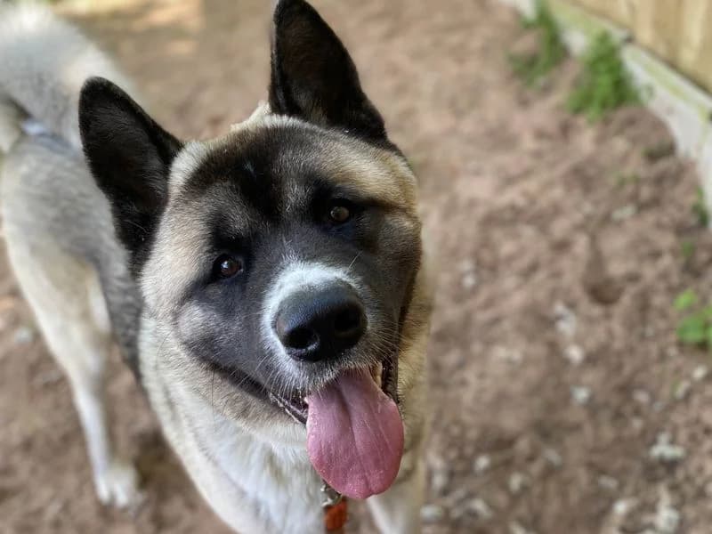 Roscoe, male 6yo Akita for adoption at Dogs Trust Harefield, Harefield