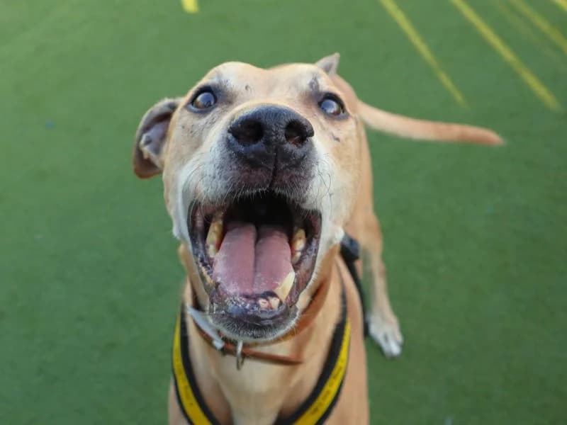 Kosta, male 6yo Lurcher for adoption at Dogs Trust Harefield, Harefield