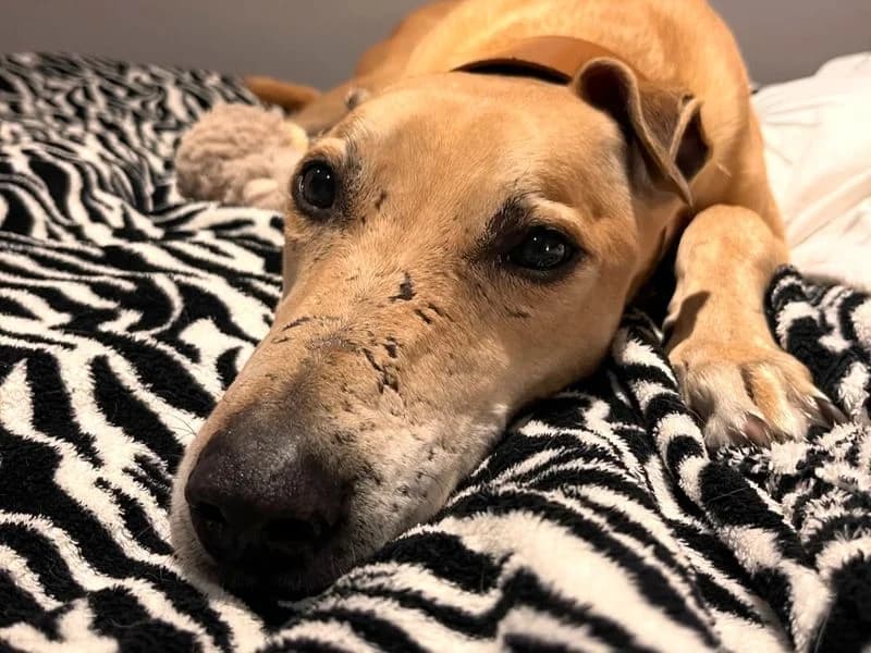 Kosta, male 6yo Lurcher for adoption at Dogs Trust Harefield, Harefield