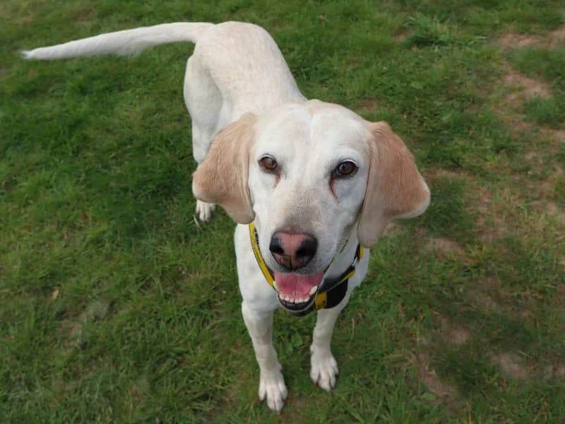 Nutmeg, female young mixed breed for adoption at Dogs Trust Harefield, Harefield