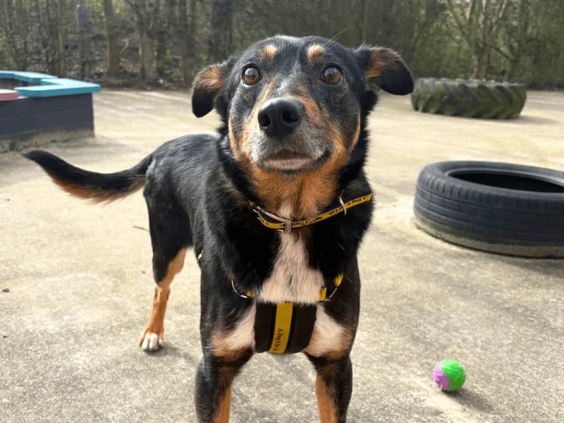 Chestnut, male 4yo mixed breed for adoption at Dogs Trust Harefield, Harefield