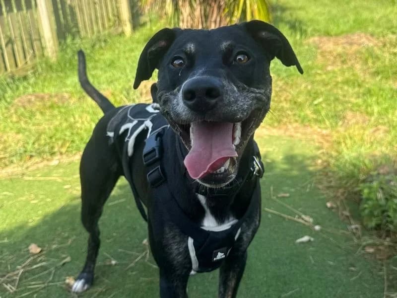Marley, male young Beagle for adoption at Dogs Trust Harefield, Harefield