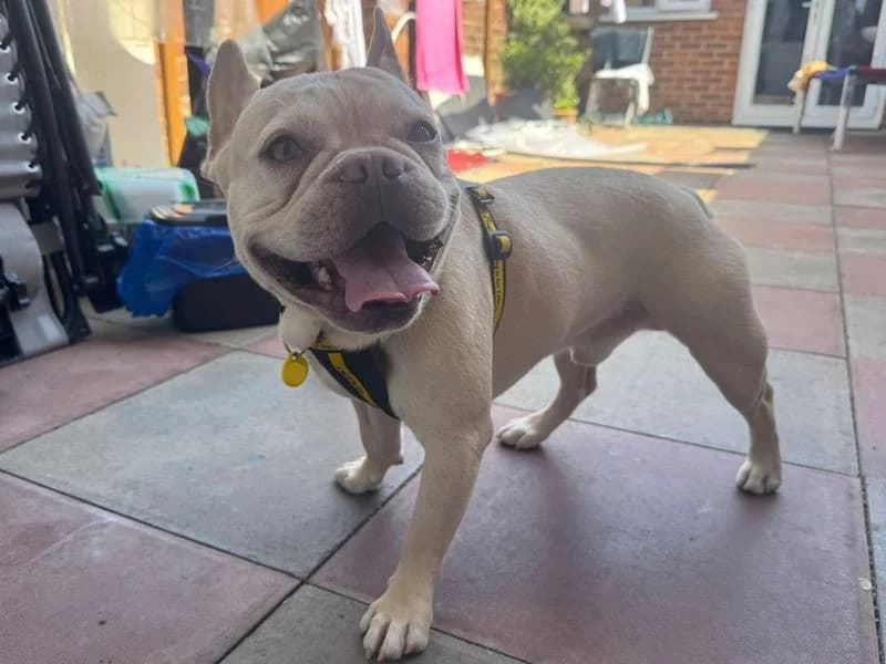 Louis, male 3yo English Bulldog for adoption at Dogs Trust Harefield, Harefield