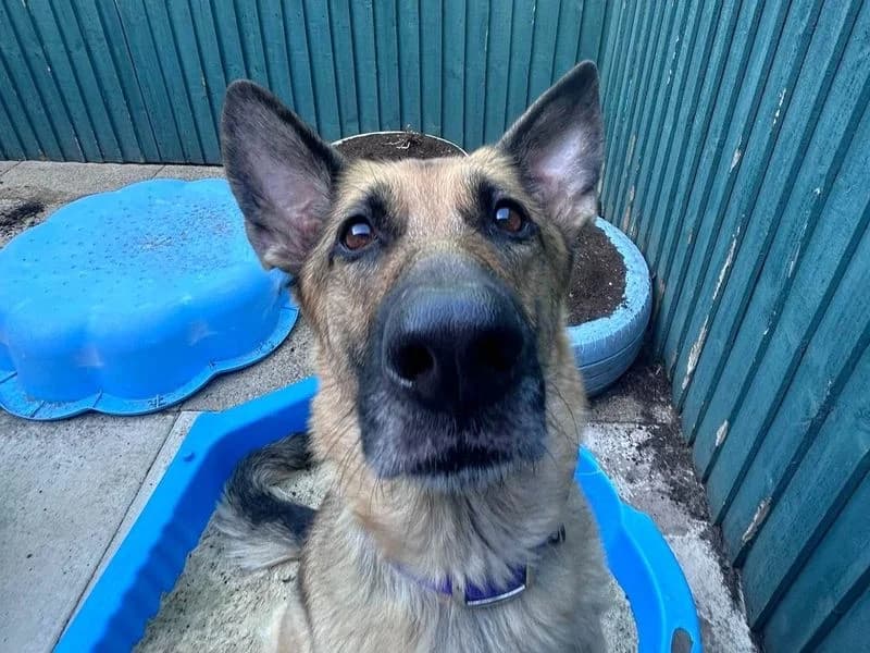 Zaza, female 3yo mixed breed for adoption at Dogs Trust Harefield, Harefield