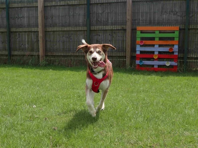 Ruby, female young Husky for adoption at Dogs Trust Harefield, Harefield