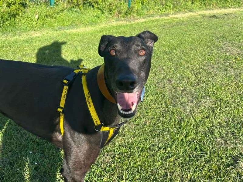 Zoro, male 3yo Greyhound for adoption at Dogs Trust Harefield, Harefield