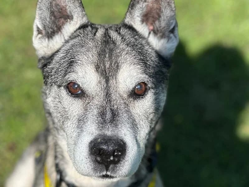 Otis, male senior Mixed Breed for adoption at Dogs Trust Harefield, Harefield