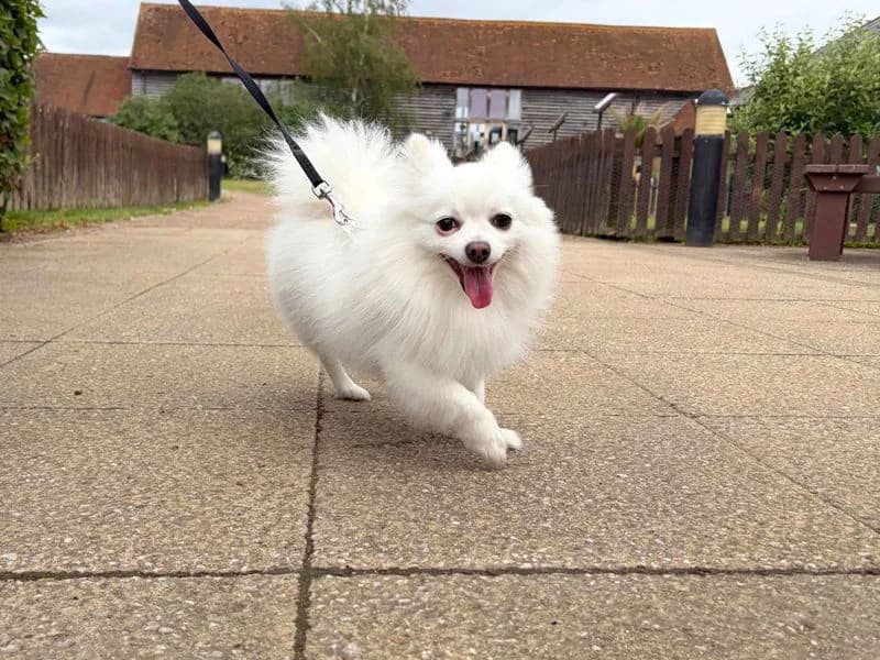 Daisy, female 3yo Pomeranian for adoption at Dogs Trust Harefield, Harefield