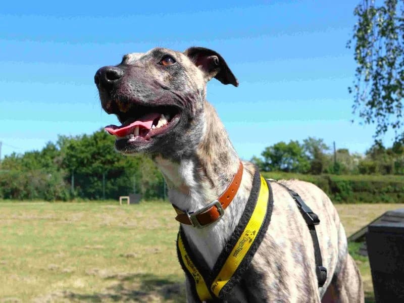 Joni Mitchell, female young Lurcher for adoption at Dogs Trust Harefield, Harefield