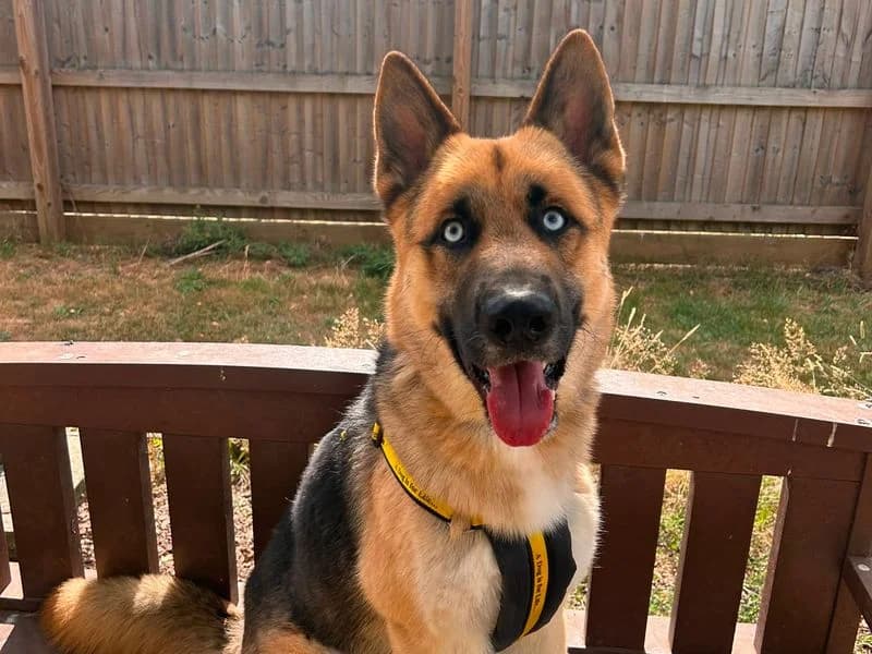 Buckles, male young mixed breed for adoption at Dogs Trust Harefield, Harefield