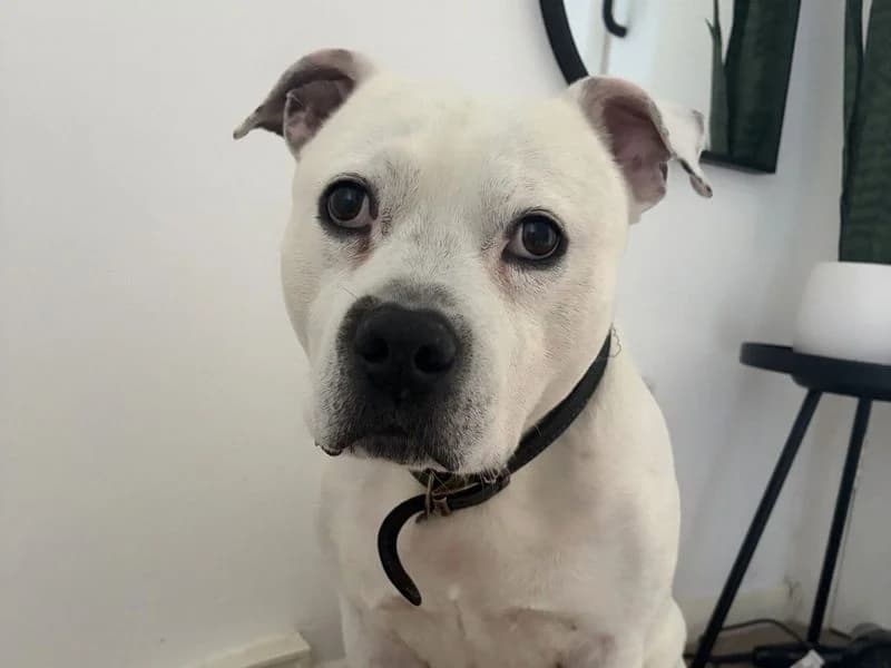 Roarie, male senior Staffordshire Bull Terrier for adoption at Dogs Trust Harefield, Harefield