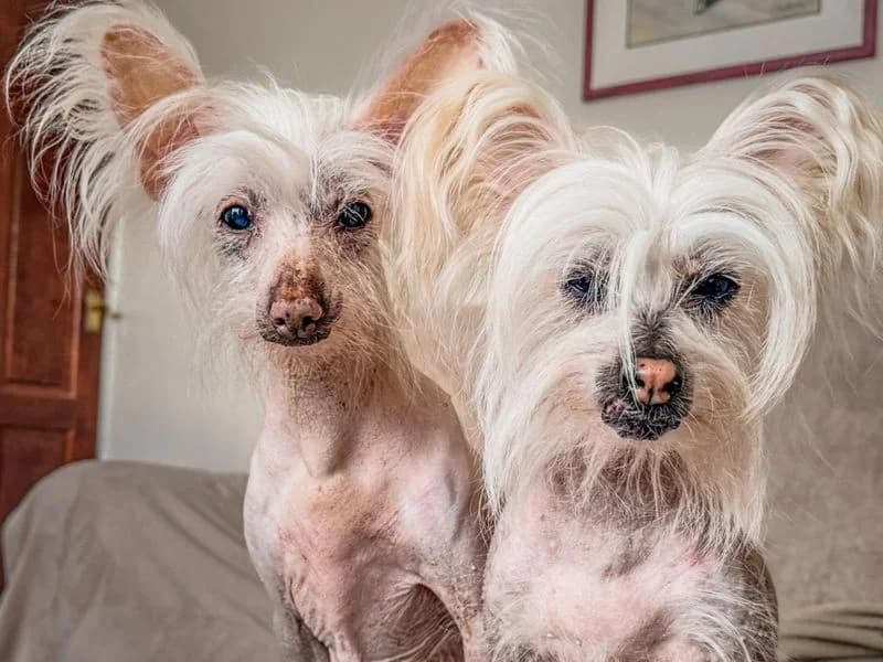 Lola Crested, female senior Chinese Crested for adoption at Dogs Trust Harefield, Harefield