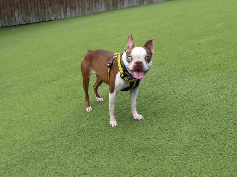 Angel, female senior Boston Terrier for adoption at Dogs Trust Harefield, Harefield