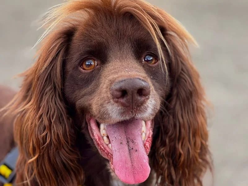 Doug, male 6yo Cocker Spaniel for adoption at Dogs Trust Harefield, Harefield