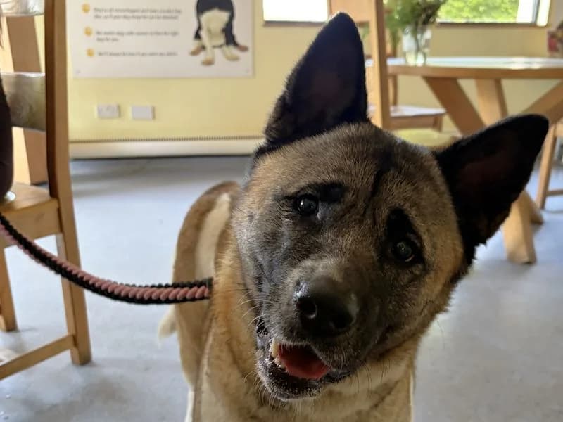 Cali, female 3yo Akita for adoption at Dogs Trust Harefield, Harefield