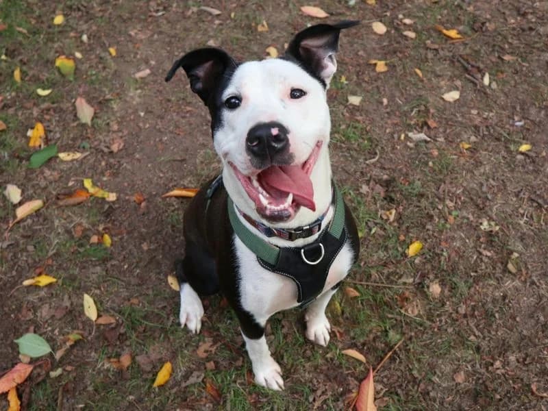 Sheeba, female young Staffordshire Bull Terrier for adoption at Dogs Trust Harefield, Harefield
