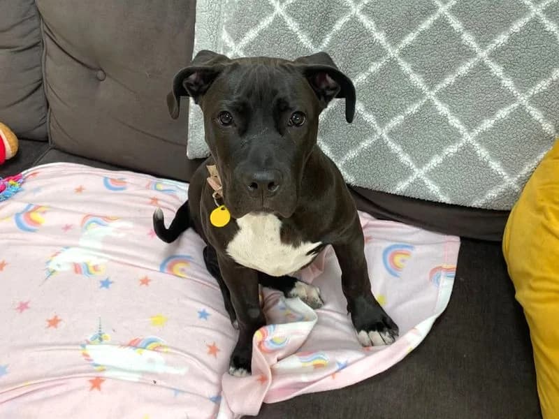 Raven, female puppy Cane Corso for adoption at Dogs Trust Harefield, Harefield