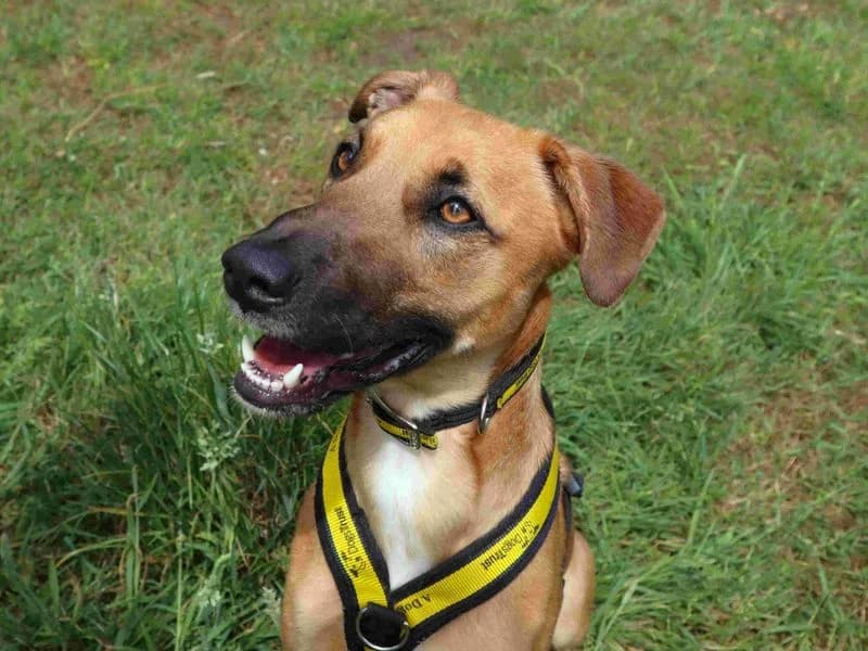 Scooby, male young mixed breed for adoption at Dogs Trust Harefield, Harefield