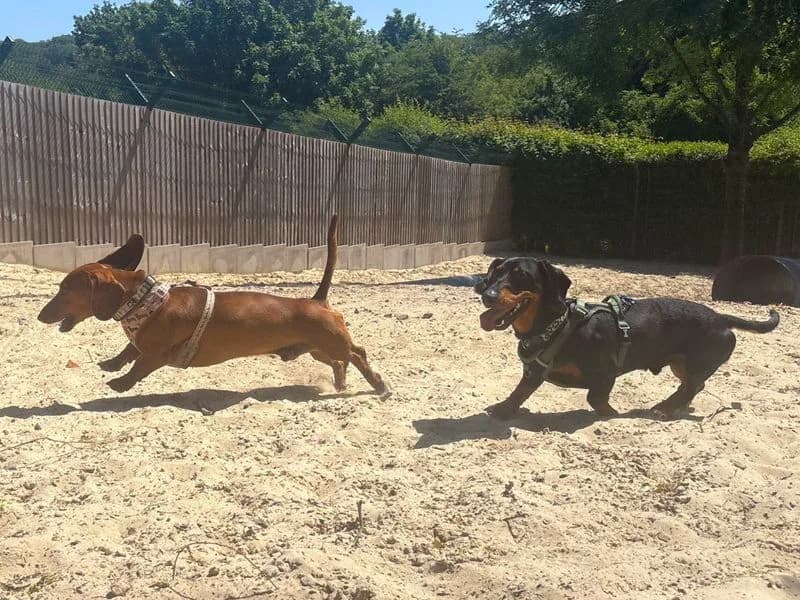 Bizzy, male young mixed breed for adoption at Dogs Trust Harefield, Harefield