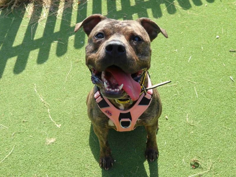 Boo, female young Staffordshire Bull Terrier for adoption at Dogs Trust Harefield, Harefield