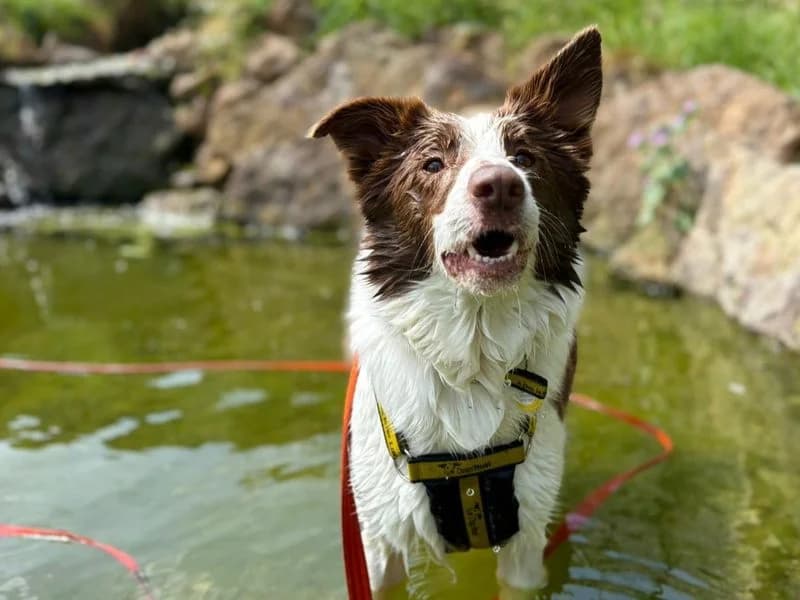 Shelly, female 5yo Border Collie for adoption at Dogs Trust Harefield, Harefield