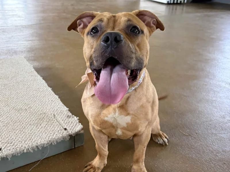 Star, female young Staffordshire Bull Terrier for adoption at Dogs Trust Harefield, Harefield