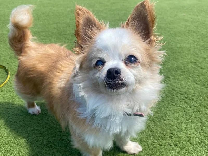 Rosie, female senior Chihuahua for adoption at Dogs Trust Harefield, Harefield