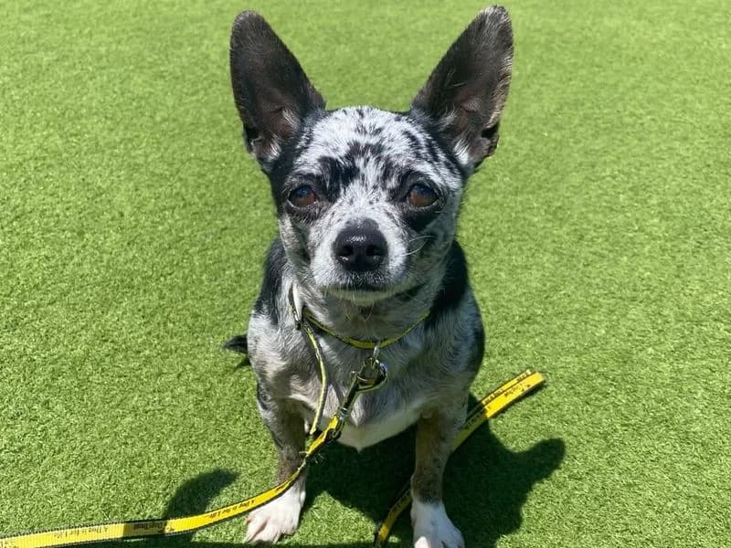 Twinkle, female 5yo Chihuahua for adoption at Dogs Trust Harefield, Harefield