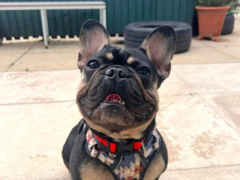 Summer, female young English Bulldog for adoption at Dogs Trust Harefield, Harefield